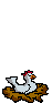 :poule